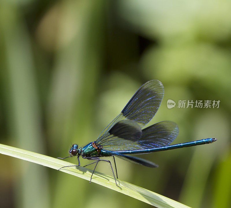 带状Demoiselle (Calopteryx splendens)雄性